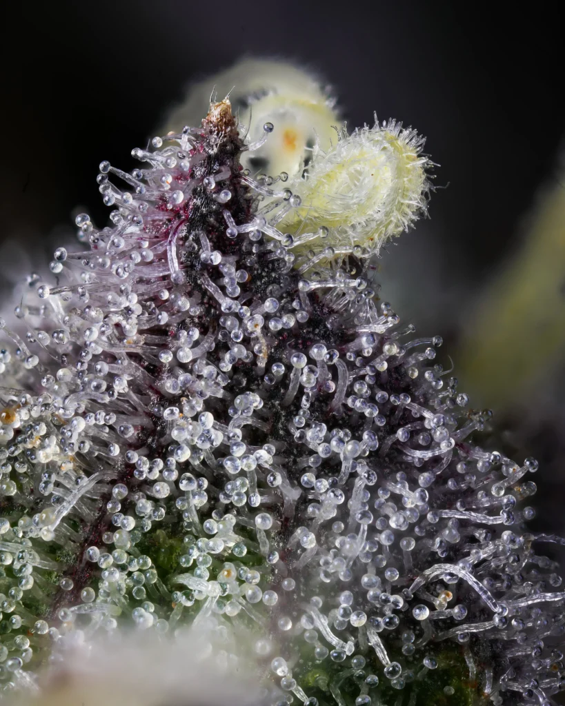 Trichomes 4jpeg